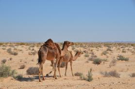 Velbloudi v tuniské poušti