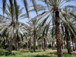 Tuniské Douz s palmami